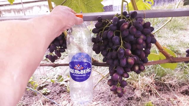 Виноград в Воронеже. Мой первый опыт прививки смотреть онлайн