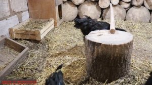 АВСТРАЛОРП порода кур. Чёрный Австралорп. Описание, характеристика, продуктивность.