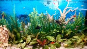 Скромный пример обустройства аквариума 200 литров.