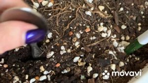 Осмокот для цитрусов и других Растений, мой опыт использования