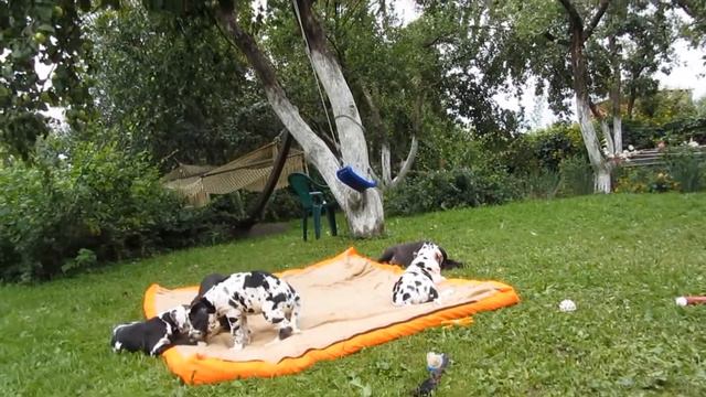 Питомник "ГОЛД САНРАЙЗ" смотреть онлайн