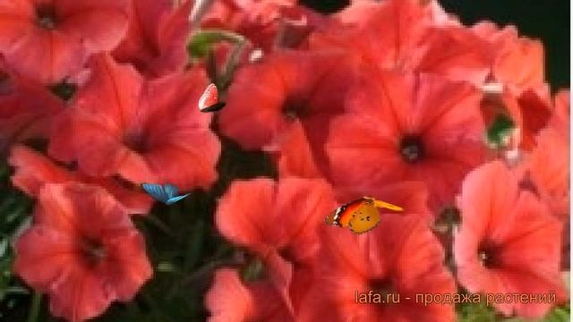 Петуния мультифлора Селебрити Ред (selebriti Red) ? обзор: как сажать, семена петунии Селебрити Ред