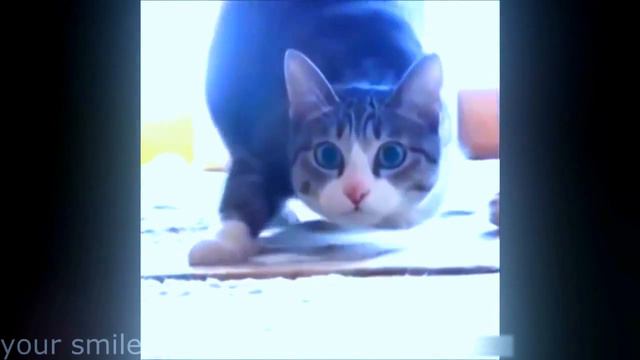 Танцующие коты, видео с котиками!!!#Новинки#Лучшая подборка смотреть онлайн