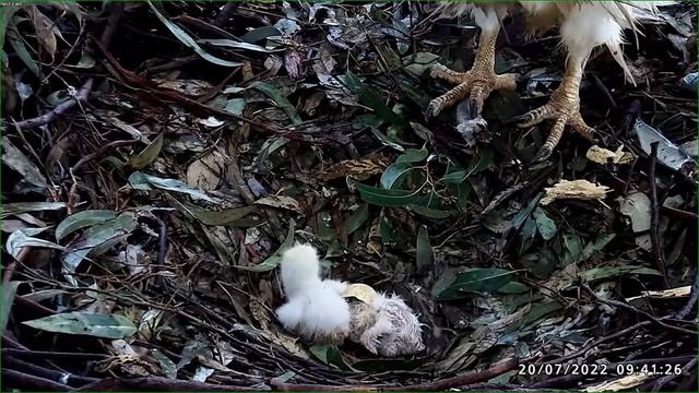 2nd Chick Hatched! 🦅 White-Bellied Sea Eagle 09:33 20/7/22 2-й вылупился! птенца белобрюхого орлана смотреть онлайн