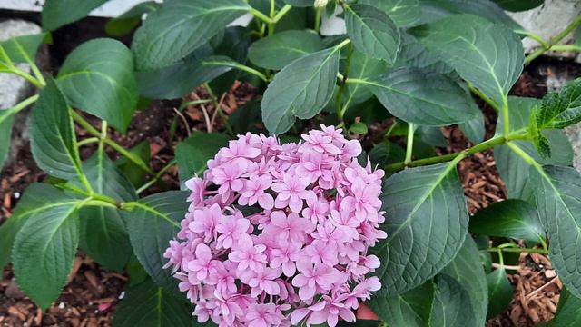 Pink Hydrangeas You Must Have! смотреть онлайн