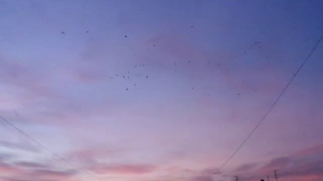 Птицы в небе смотреть онлайн