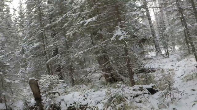 Охота на лося с карельской медвежьей собакой.  Лоси сами пришли к избе.