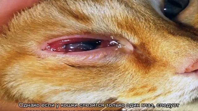 У кошки слезятся глаза: что делать в домашних условиях смотреть онлайн