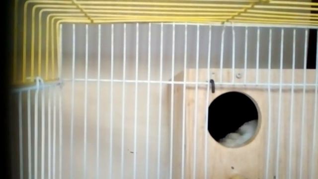 Брачные игры попугаев в гнезде смотреть онлайн