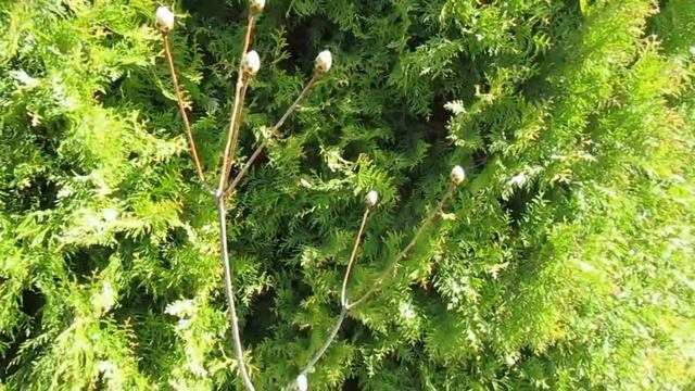 Май 2017 года Саженцы рододендрона японского смотреть онлайн