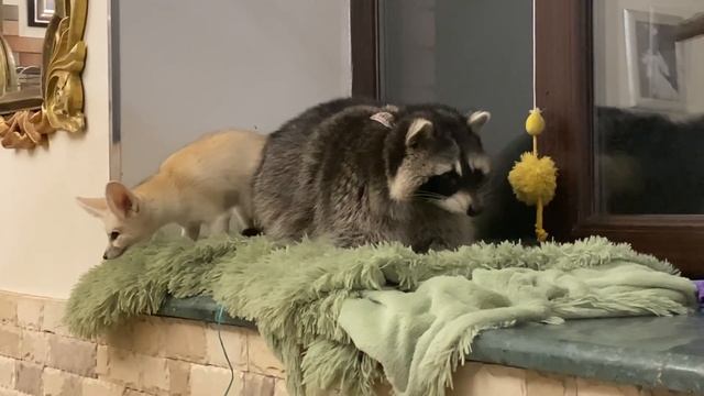 КАК СОДЕРЖАТЬ ЕНОТА В ДОМЕ. Причины НЕ ЗАВОДИТЬ Енота. НЕобычные домашние животные смотреть онлайн