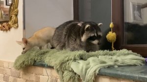 КАК СОДЕРЖАТЬ ЕНОТА В ДОМЕ. Причины НЕ ЗАВОДИТЬ Енота. НЕобычные домашние животные