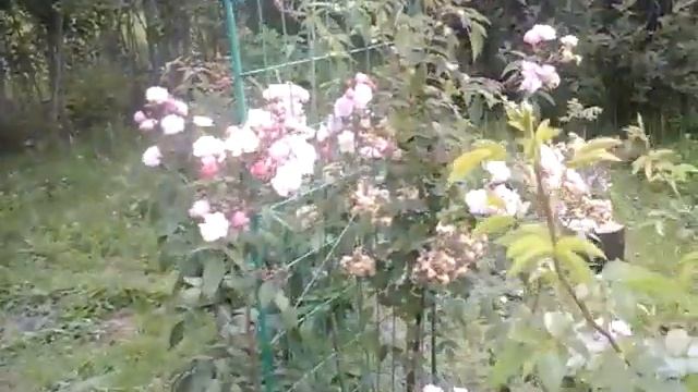 Роза Guirlande Rose в саду 2019 смотреть онлайн