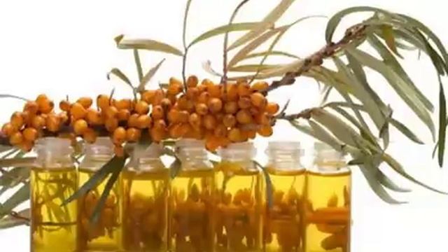 Вот почему я Каждый Год Собираю Листья Облепихи! смотреть онлайн