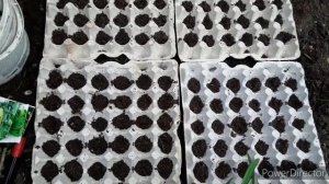 Посев зеленых салатов 4 сортов в яичные лотки. Эксперимент.