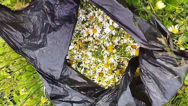 Заготовка лекарственной ромашки смотреть онлайн
