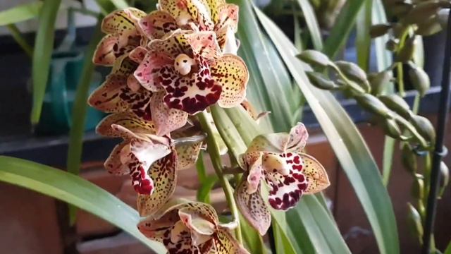 #Cymbidium Magic Vogel's #orchid