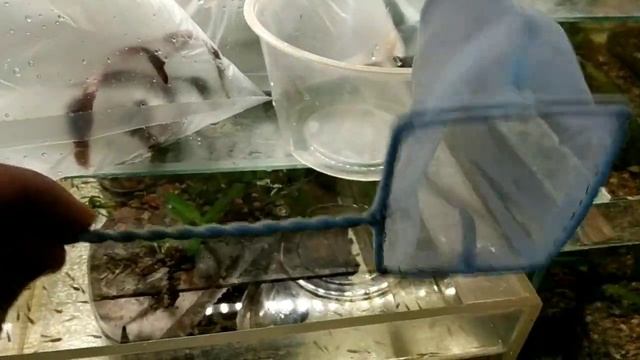 Новая рыбка на разводне, купил растения и улиток смотреть онлайн