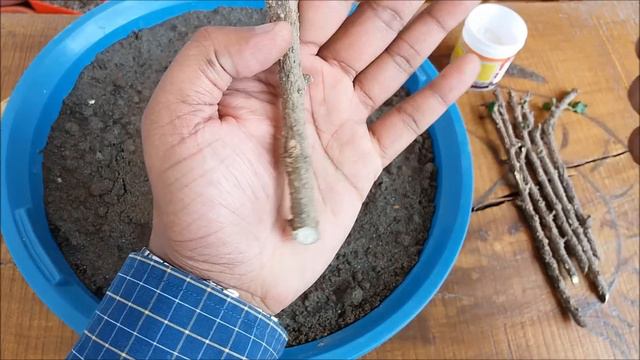 How to Grow Hibiscus from Cuttings смотреть онлайн