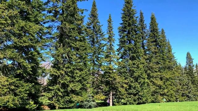 Санкт-Петербург. ЗАЧЕМ СЮДА ПРИЕЗЖАТЬ? Обзор. Что посмотреть в Питере. Достопримечательности. смотреть онлайн