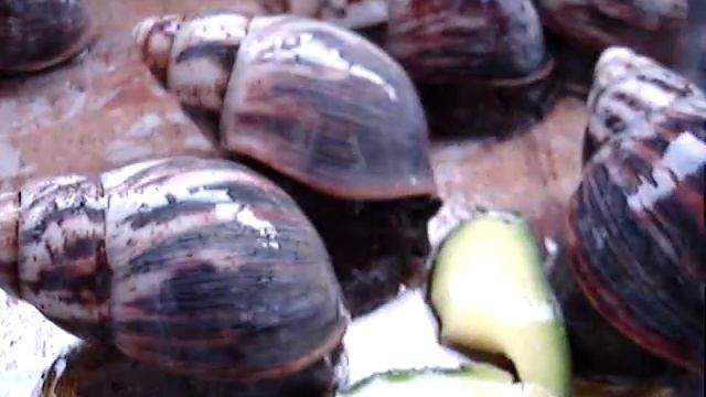 Archachatina marginata marginata snail (Улитка Архахатина маргината маргината) смотреть онлайн