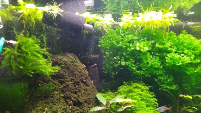 Мини фитофильтр Sunsun 701 смотреть онлайн