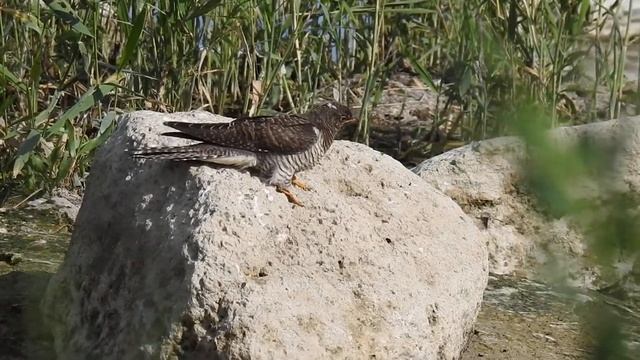 Обыкновенная кукушка (Cuculus Canorus).