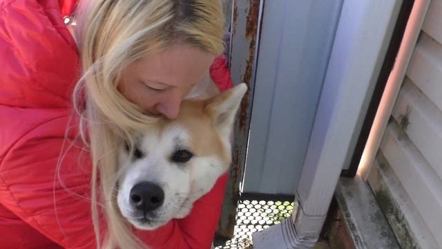 #Вязка-собак породы Акита. Кобель Китано в гостях у Далии. смотреть онлайн