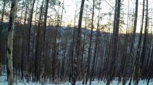 ДРУГ ДОБЫЛ БОЛЬШОГО САМЦА КОСУЛИ, ГОЛОС ГУРАНА