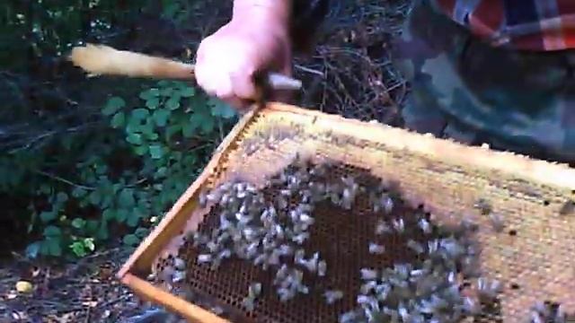 моя пасека(пчеловождение без роения) смотреть онлайн