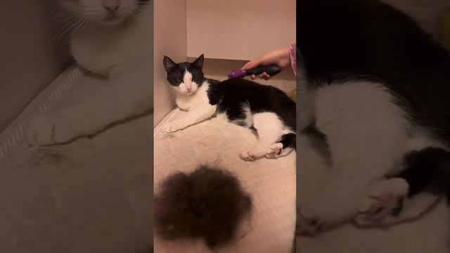 Действительно, какая шерсть в доме где есть животные..? смотреть онлайн