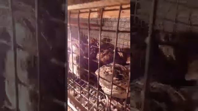 Перепёлки в домашних условиях. смотреть онлайн