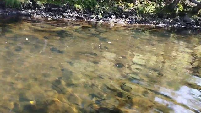 Самая лучшая осенняя рыбалка на горной реке в Хабаровском крае смотреть онлайн