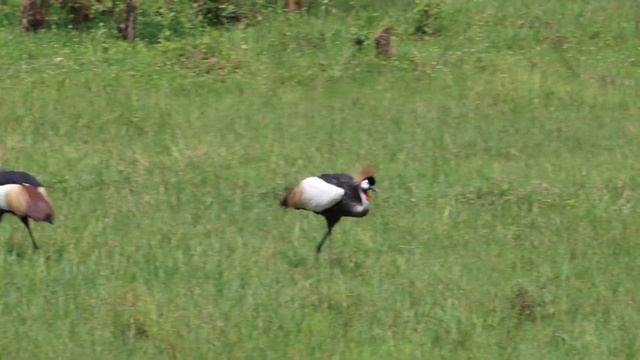 Dance of Uganda cranes (Танец венценосных журавлей в Уганде) смотреть онлайн