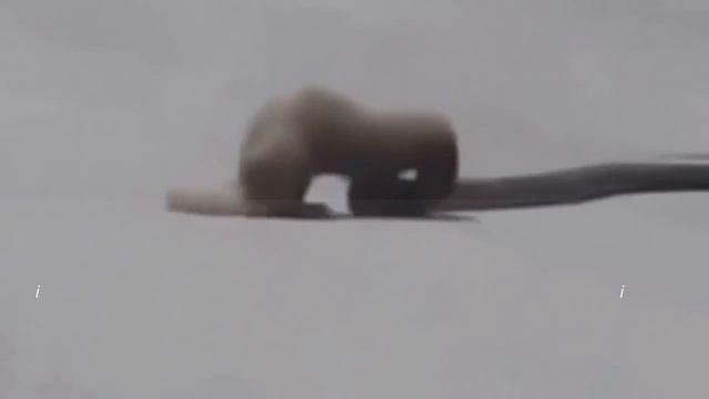 Giant Anaconda vs Dog vs Python vs Pitbull - Wild Animal Attacks #8 смотреть онлайн