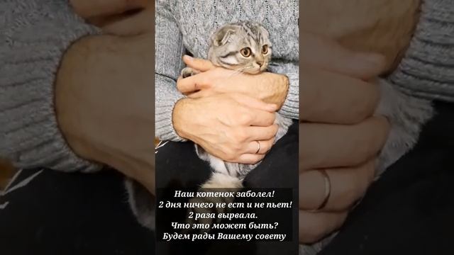 Котенок ЗАБОЛЕЛ! ПОМОГИТЕ ? смотреть онлайн