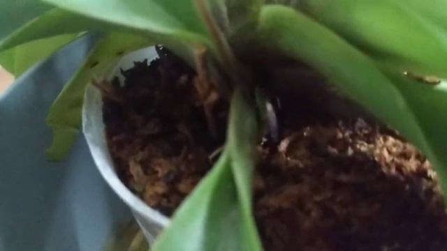 Пафиопедиллум шок, старая бульба растит детку! смотреть онлайн