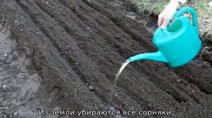 Когда сажать морковь весной