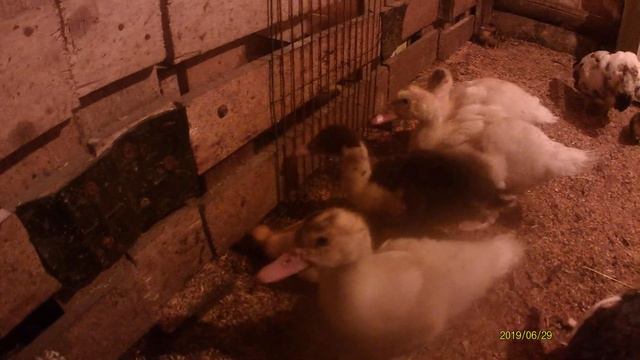 Все дети любят играть! Птенцы - не исключение! смотреть онлайн