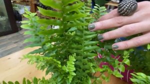Нефролепис Грин Фанта - обзор сорта | Комнатный папоротник | НЕ бабушкин цветок