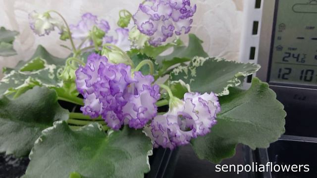 Цветущие фиалки из коллекции Голубевой Татьяны ВаТ-Изи Изи спорт