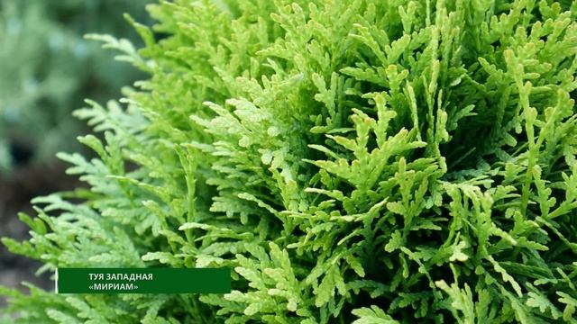туя западная Мириам смотреть онлайн