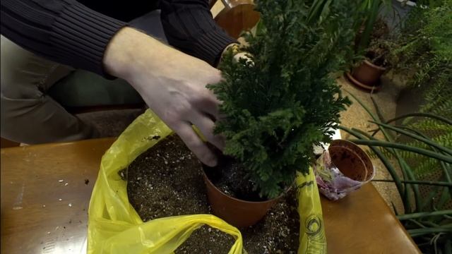 Живая елка в горшке Как сохранить до высадки в саду смотреть онлайн
