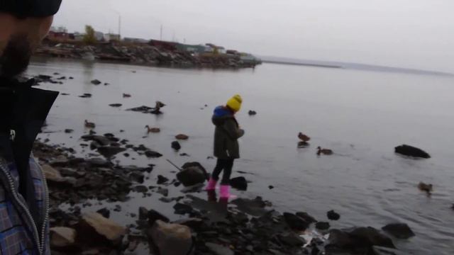 ещё одно видео про уток на Обском море. 😁 Новосибирск. 4 октября 2021. смотреть онлайн