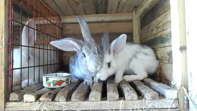 Можно ли кроликам арбузные корки. Можно ли кроликам арбуз. КРОЛИКОВОДСТВО смотреть онлайн