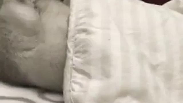 Кот спать ложиться смотреть онлайн