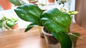 💙💛Как растут у меня хойи: Silver dollar, Elephant, New Guinea ghost, Undulata...