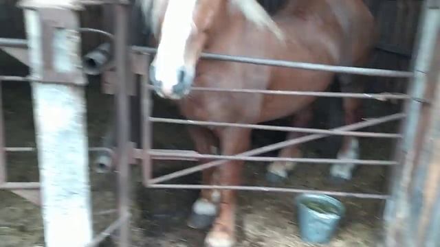 Жеребец по кличке Суффикс . Порода Русский тяжеловоз смотреть онлайн