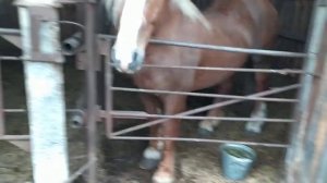 Жеребец по кличке Суффикс . Порода Русский тяжеловоз