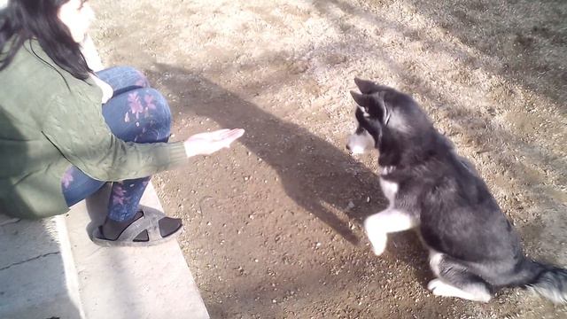 дрессируем понемногу смотреть онлайн